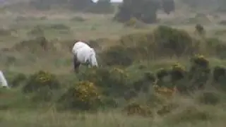 The Beast Of Bodmin