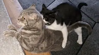 Cat Sneak Attack