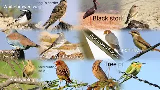Rare 50 types of Migratory birds Pictures with Names | Birds Photography