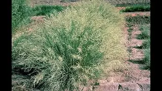 Garden Answer: 425 Species in Genus Eragrostis