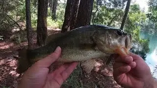 Summertime Bass Fishing ***Senko Challenge***