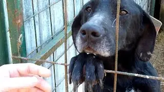 Saving This Homeless Dog And His Friends With The Help Of Some Amazing People