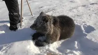 Aina karhun ensilumi. Aina-bear´s first snow.