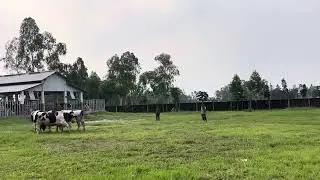 Group exercise of our breeding bull- Eon Cattle Genetics