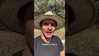 Frutti nati da seme