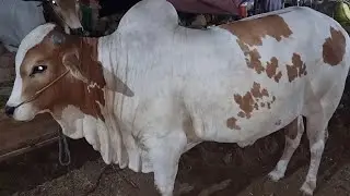Rates Wali Video Wo Bhi #Final #Rates 😉 | Sohrab Goth Mandi | AR Maani