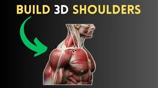 BUILD 3D SHOULDERS
