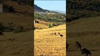 rabbit vs pointer dogs, Italian brainrot, dogs barking, Hunt #pointerdog #puppy #huntingdog #shorts