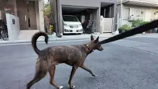 Heartwarming City Walk with My Hound-Like Chinese Rural Dog