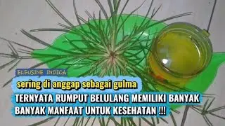 BERIKUT INI 9 MANFAAT AIR REBUSAN RUMPUT BELULANG YANG JARANG DI KETAHUI 