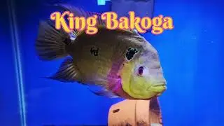 PyroTrimac Cichlid - Big King Bakoga, Showing off his true colors