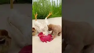 The puppy loves him and the chicks . A beautiful moment #445 - #shorts