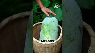 Homemade Winter Melon Candy 🍈🍬 - Sweet & Crunchy #melon #wintermelon #candy #homemade #village