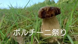 ヤマドリタケモドキを爆取りして来ました！