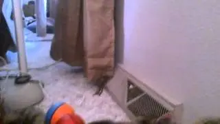 VID02955