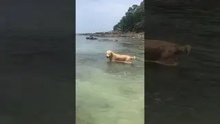 Labrador loves to swim in the sea  #cuteanimals #thailand #dogsswimming #dogs #labrador #beach