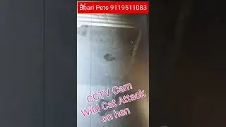 Wild Cat Attack on hen Live CCTV Camera