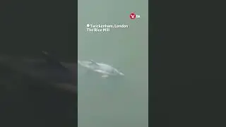 Dolphin spotted swimming in River Thames 🐬 #london #shorts