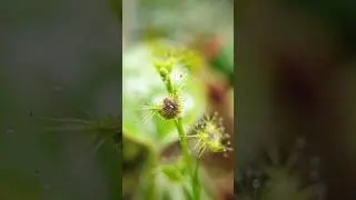 Drosera hookeri timelapse
