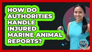 How Do Authorities Handle Injured Marine Animal Reports?