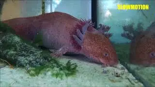 Female Copper Axolotl eating pellets