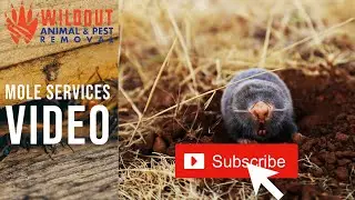 Wildout Animal and Pest Removal - Mole Services Video | Tampa & Orlando, FL Pest Control