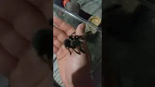 Holding my smallest tarantula