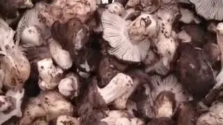 Video Promocional de Mercasetas