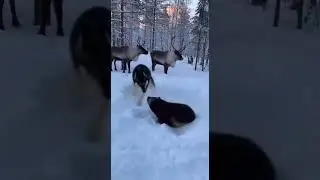 Swedish Lapphund: Guardian of the Reindeer Herd