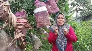 Anehh..‼️jantung pisang dan selang ajaib buat perut mama membesar hamil jumbo