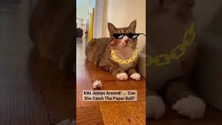 Cat Jumps Around Chasing A Paper Ball! 🤣 #shorts