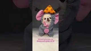 It's hard to be CUTE | Chihuahua Cedric #cutestdog