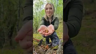How To Make CHAGA Tea 🍵🌲 Nature&rsquo;s Super Drink! #survival #bushcraft #health