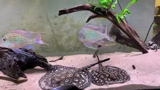 Geophagus sveni #geophagus