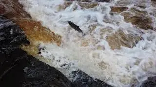 Salmon leaping at Stainforth Force