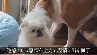 もう一度人気を取り戻したい【ブルドッグ】竹子！