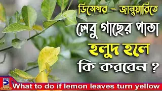 ডিসেম্বর জানুয়ারিতে লেবু গাছের পাতা হলুদ হলে কি করবেন?What to do if lemon leaves turn yellow?
