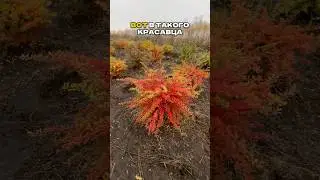2 года, и ТАКОЙ БАРБАРИС вырос!🔥🍁СМОТРИ ЦЕНЫ в Шапке Профиля!