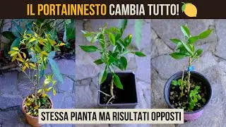 Yuzu senza foglie in inverno? Il portainnesto cambia tutto (Citrumelo vs Poncirus) 🍊