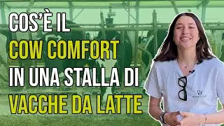 Che cos'&egrave; il COW COMFORT in una stalla di vacche da latte