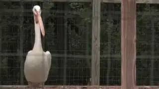 The World Bird Sanctuary rehabilitates and educates