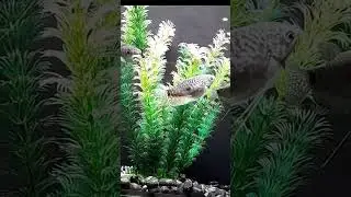 #fish#petland#jeddahKsa