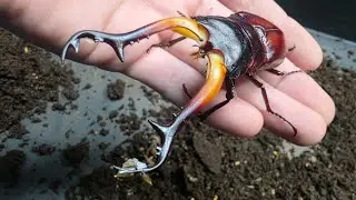 アゴがぐにゃぐにゃのクワガタが出てきた