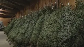 Free mulch available at Christmas tree recycling sites