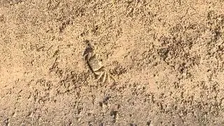 Atlantic Ghost Crab 7 28 25