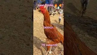 Aseel fighter #polli jibika #viral shorts