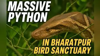 😱  Massive Python Sighting at Bharatpur Bird Sanctuary | Incredible Wildlife Encounter 😱