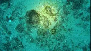 Asellus Cowrie-Cypraea asellus-浮標寶螺