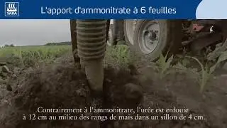 La fertilisation du ma&iuml;s : l'apport d&rsquo;ammonitrate au-del&agrave; de 6 feuilles