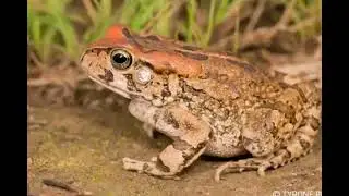 The meaning of a frog in dreams 
